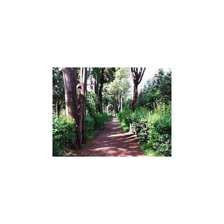Year 5 - Parque Viveros